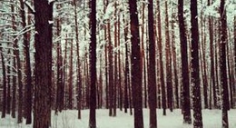 obrázek - Biķernieku mežs