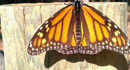 obrázek - Monarch Butterfly Grove, Pismo Beach