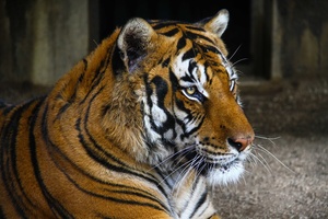 Tygr v zoologické zahradě