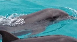 obrázek - Vallarta Adventures