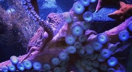 obrázek - Aquarium of The Pacific