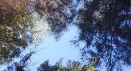 obrázek - Foret Benslimane