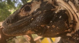 obrázek - Iguanario Coopalytan