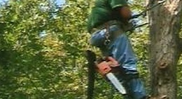 obrázek - Clark Tree Expert Company