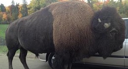 obrázek - Parc Omega