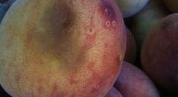 obrázek - Blush Lane Organic Orchard