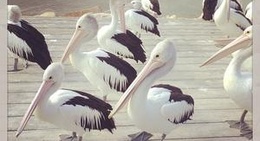 obrázek - Pelican Feeding
