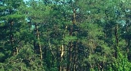 obrázek - Сосновый Бор