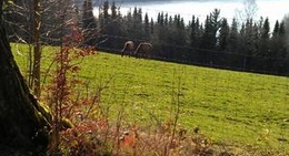 obrázek - Greifvogelstation & Wildfreigehege Hellenthal