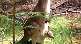 obrázek - Trowunna Wildlife Park