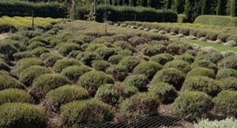 obrázek - Lavandula Lavender Farm