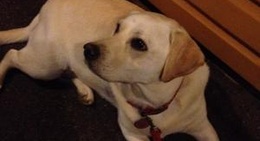 obrázek - l'Anxaneta