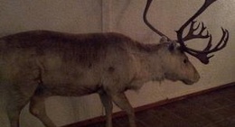 obrázek - Laponiakåtan