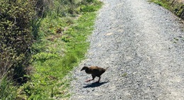 obrázek - Cape Foulwind Walkway