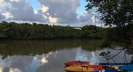 obrázek - 宮良川のヒルギ林