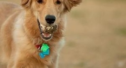 obrázek - Fort Woof Dog Park