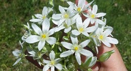 obrázek - Орловщина