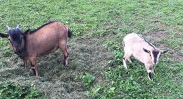 obrázek - Sarner Skihütte