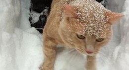 obrázek - Åska på Skogen