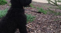 obrázek - Linear Park - Fulham