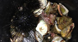 obrázek - 続浜ノ浦海水浴場