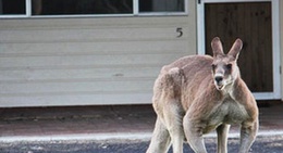obrázek - Brooms Head Beach