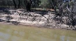 obrázek - Swan Hill