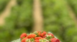 obrázek - مزارع التركي للفراوله