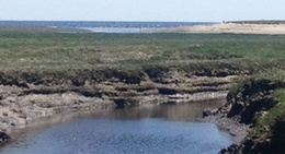 obrázek - Bridal Path (Salt Marsh)