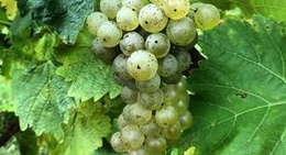 obrázek - georgian hills vineyards