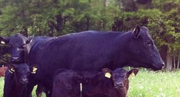 obrázek - Eichenhof