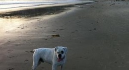 obrázek - Primrose Sands Beach