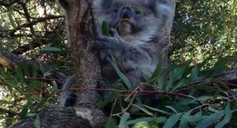 obrázek - Koala Conservation Centre