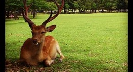 obrázek - Nara Park (奈良公園)