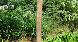 obrázek - Levada do Rei