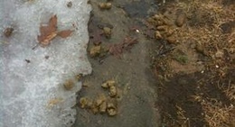 obrázek - Golfview Village Apartments