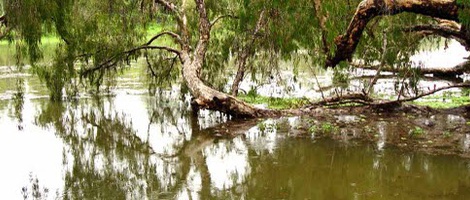 obrázek - Ross River