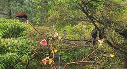 obrázek - Arenal Observatory Lodge