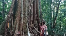 obrázek - Maka Yuk: Giant Ormosia (มะค่ายักษ์)