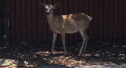 obrázek - No Name Key