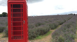 obrázek - Mayfield Lavender Farm