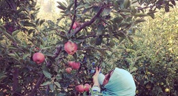 obrázek - Majdel - Akoura