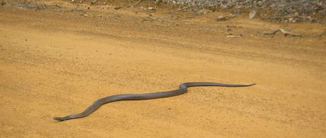 obrázek - Porongurup