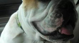 obrázek - Family market