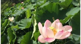 obrázek - 猿賀公園