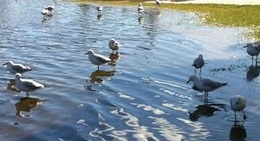 obrázek - Wangaree Park