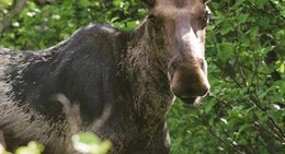 obrázek - Buck Rub Pub