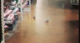 obrázek - Hanford, CA