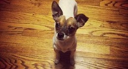 obrázek - Kuttawa, Ky