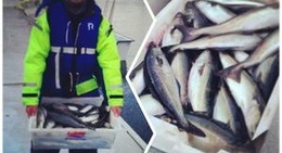 obrázek - Nautnes Fiskevær